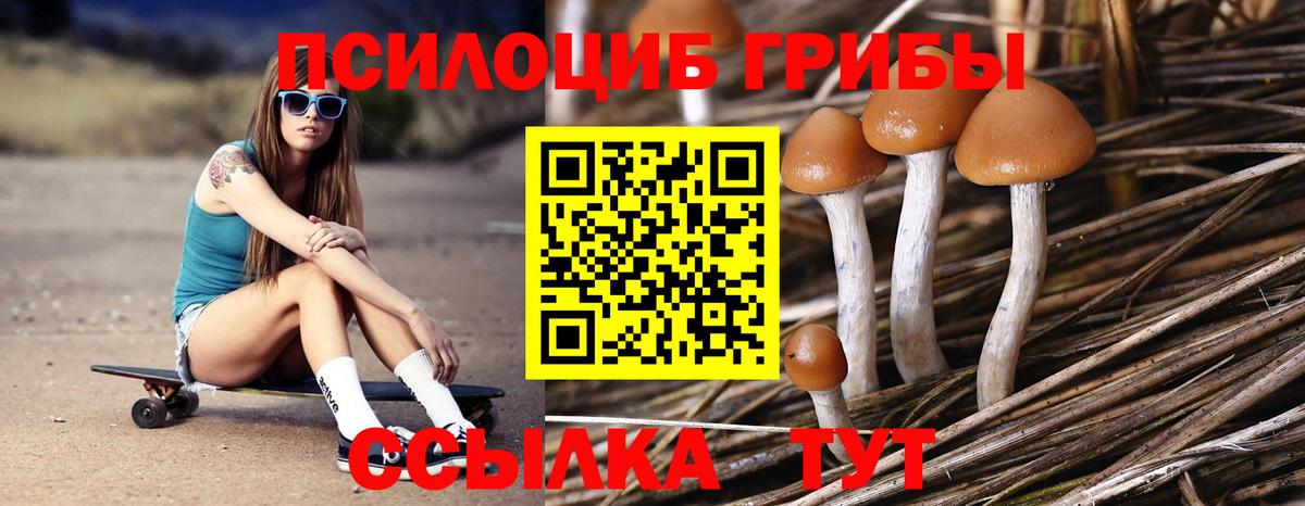 где купить наркотик  Псилоцибиновые грибы MAGIC MUSHROOMS  Черняховск  Вход с VPN  Псилоцибиновые грибы прущие грибы 